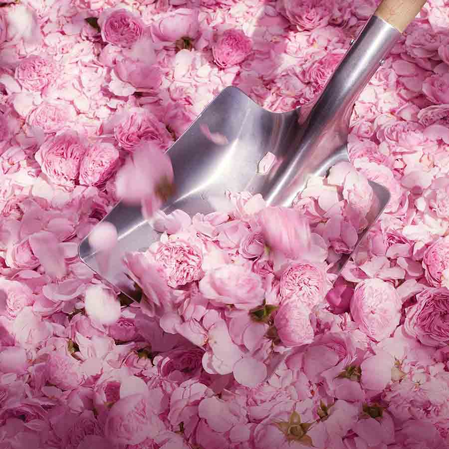 Dior Miss Dior Blooming Bouquet EDT - Cost Plus Perfume