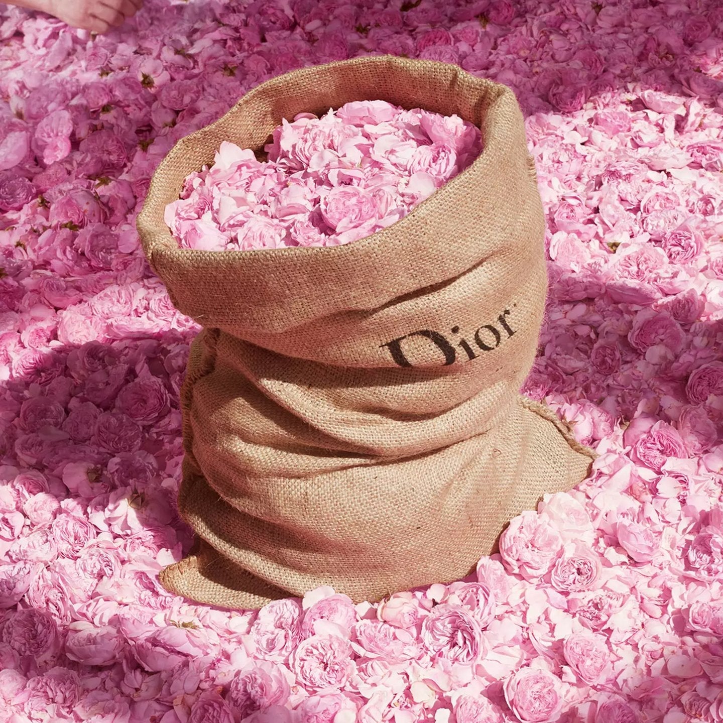 Dior Miss Dior EDT - Cost Plus Perfume