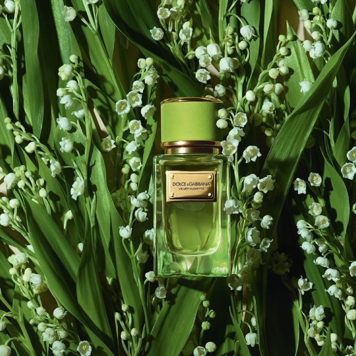 Dolce & Gabbana Velvet Cypress EDP | My Perfume Shop Australia